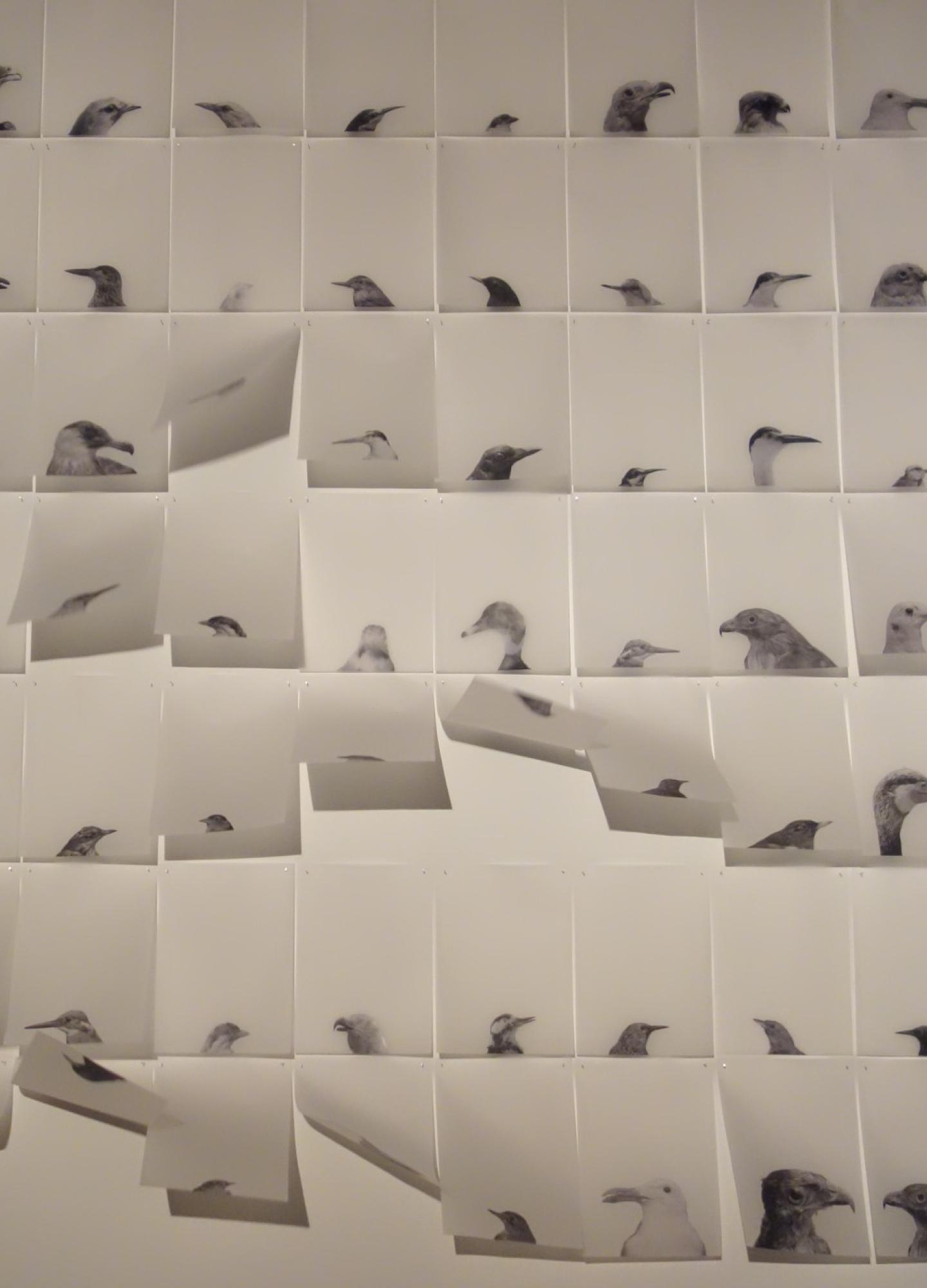 monochrome images of birds on a wall