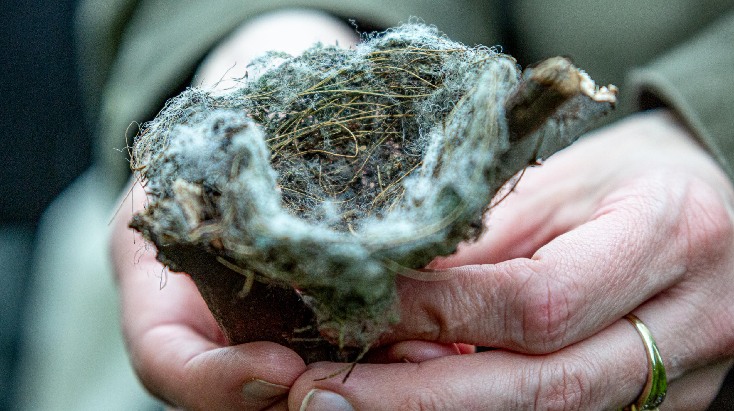 Can we build a nest of belonging, together?