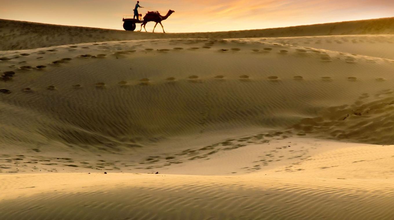 Thaar Desert & Camel