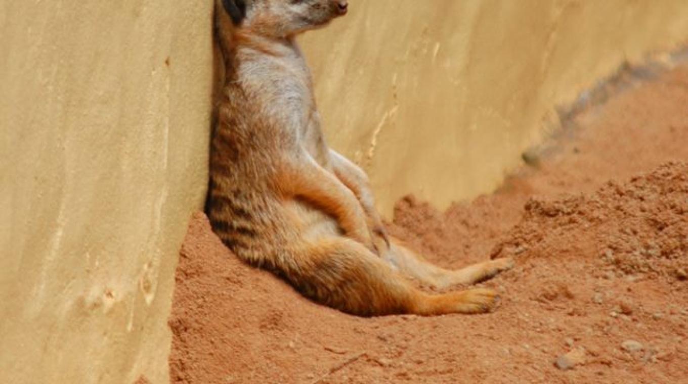 Sunbathing Meerkat