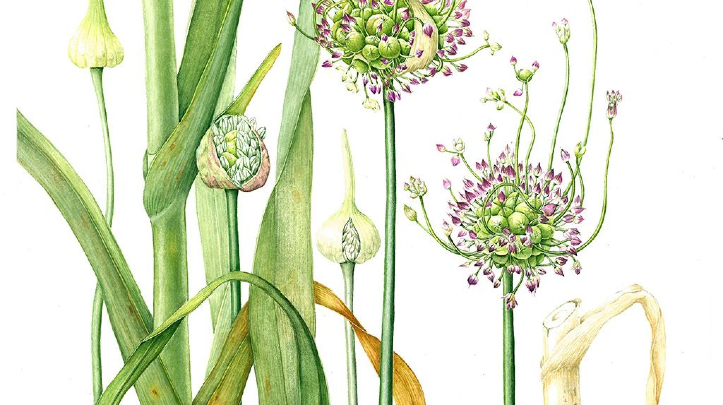 In Ruskin’s Footsteps