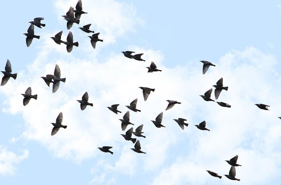 Chirp &amp;  Drift Family Day