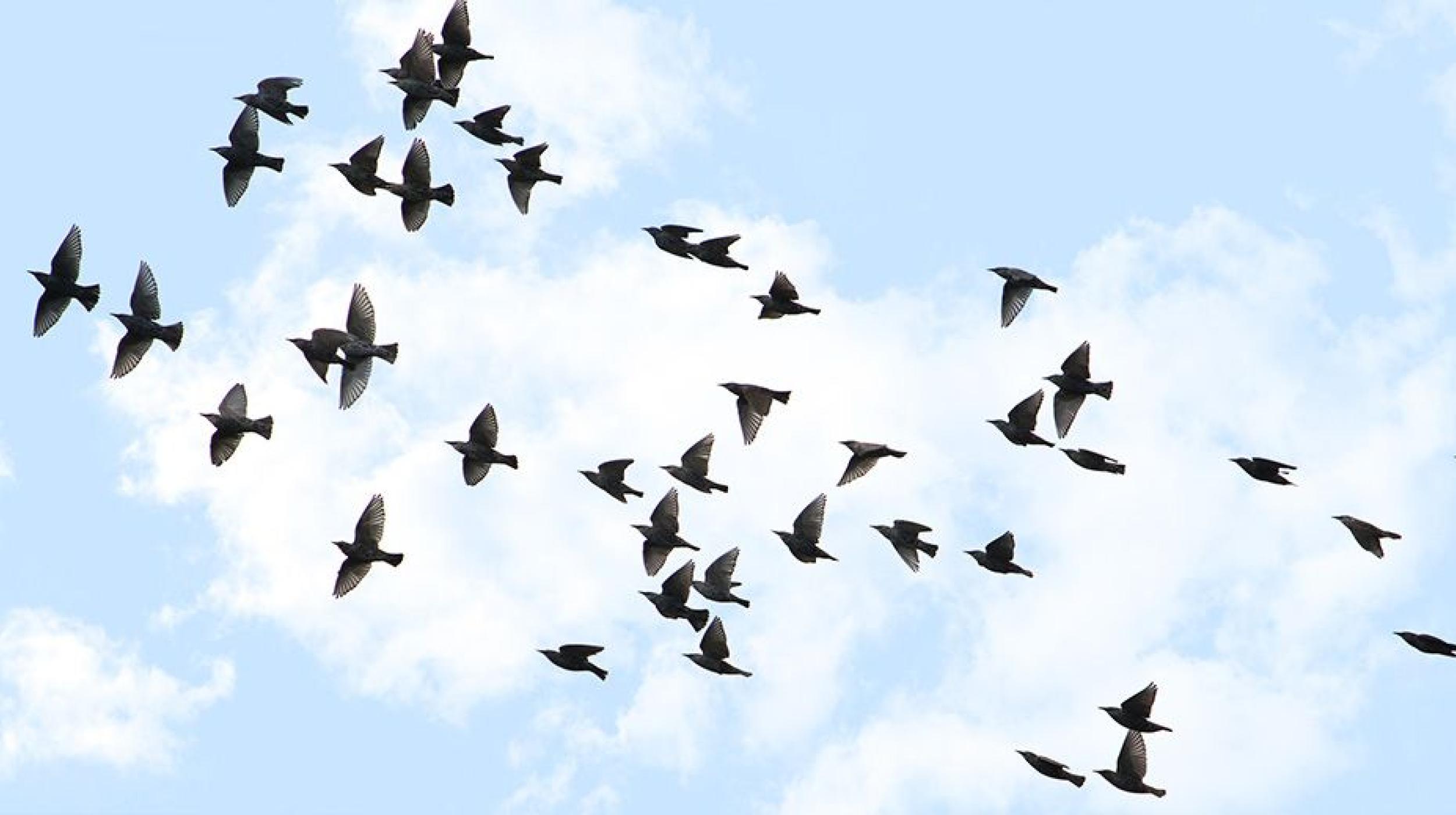 Chirp &amp;  Drift Family Day