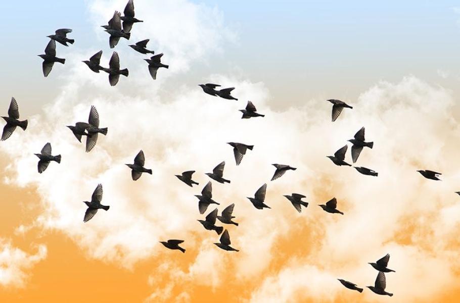 Chirp &amp; Drift: Bird Migration Walk &amp; Workshop