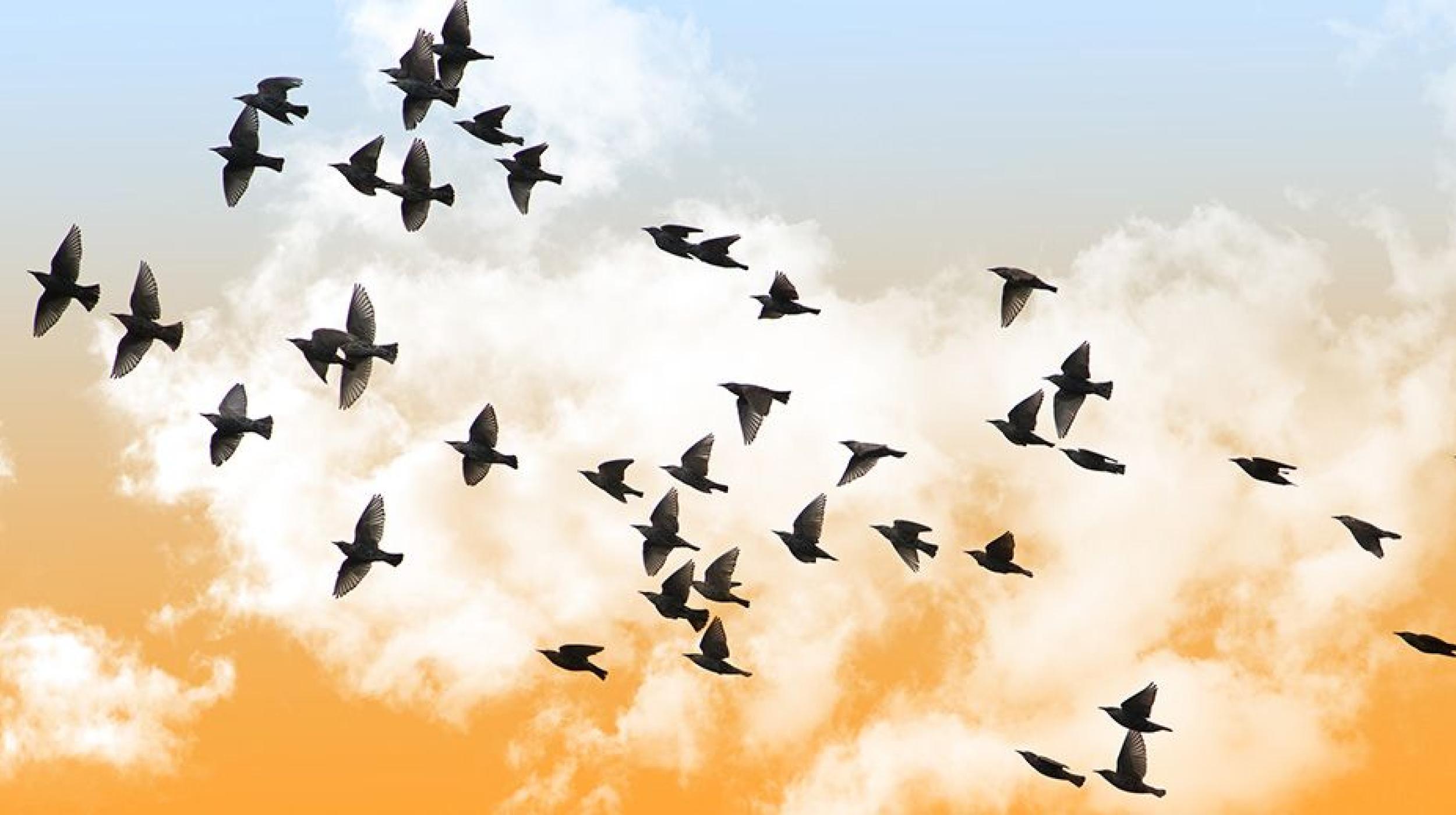 Chirp &amp; Drift: Bird Migration Walk &amp; Workshop