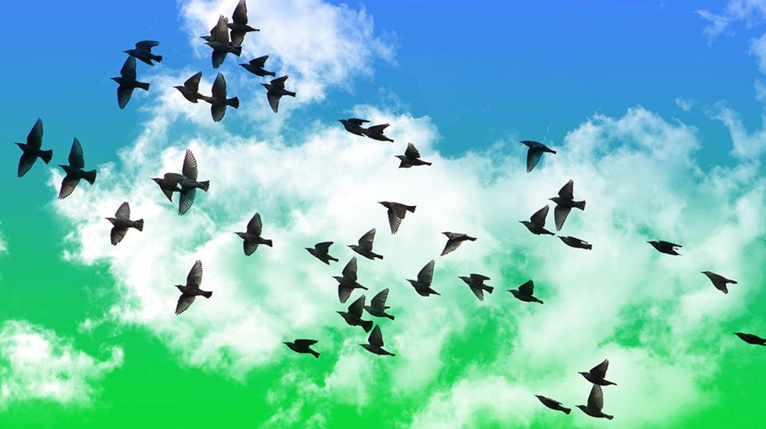 Connecting Nature, Ecology &amp; Art
