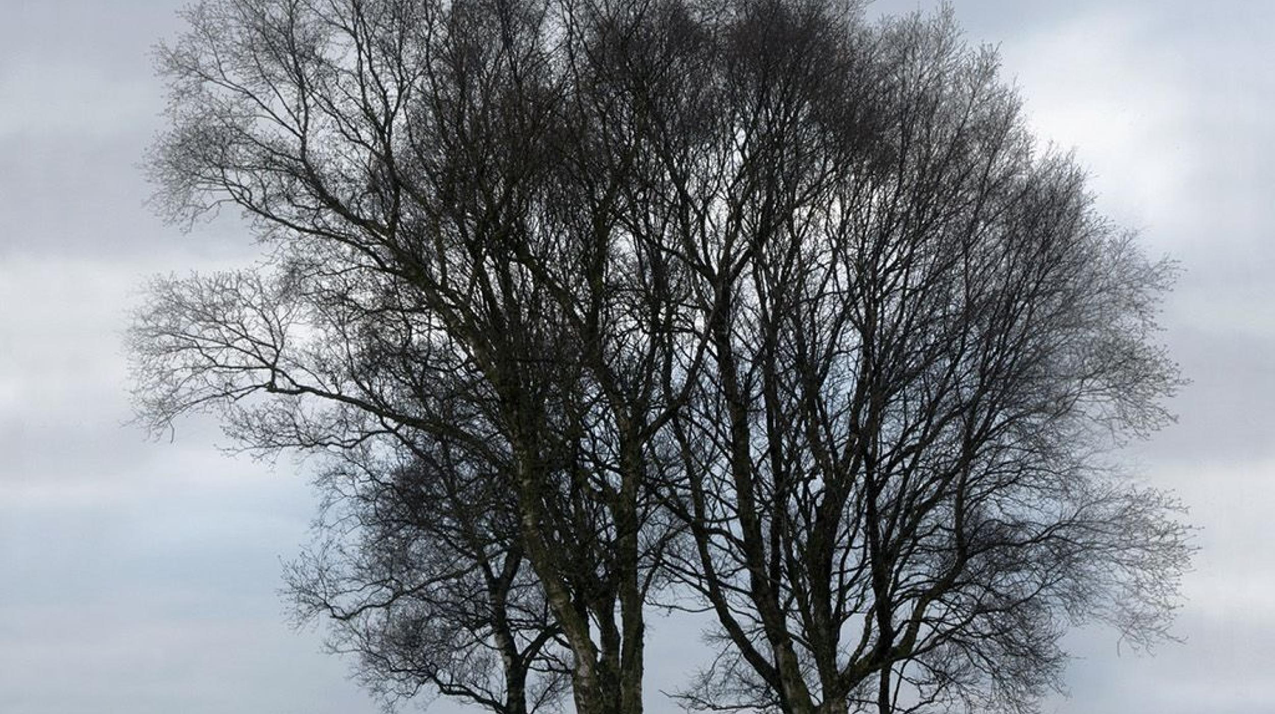 Quarantine: Entitled