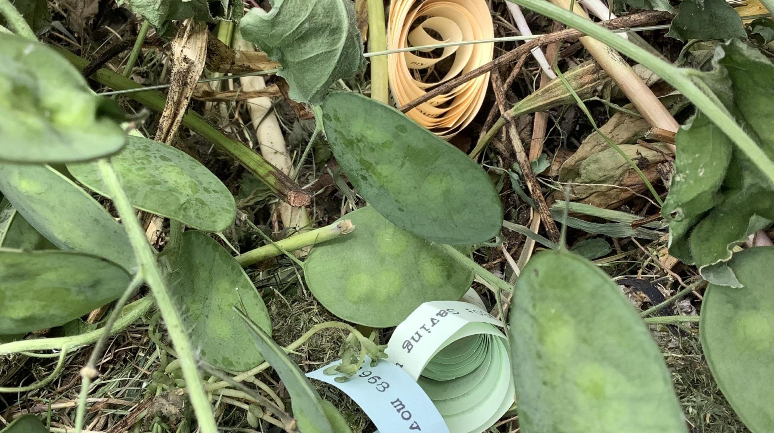 Tuesday Talk Alison Clough