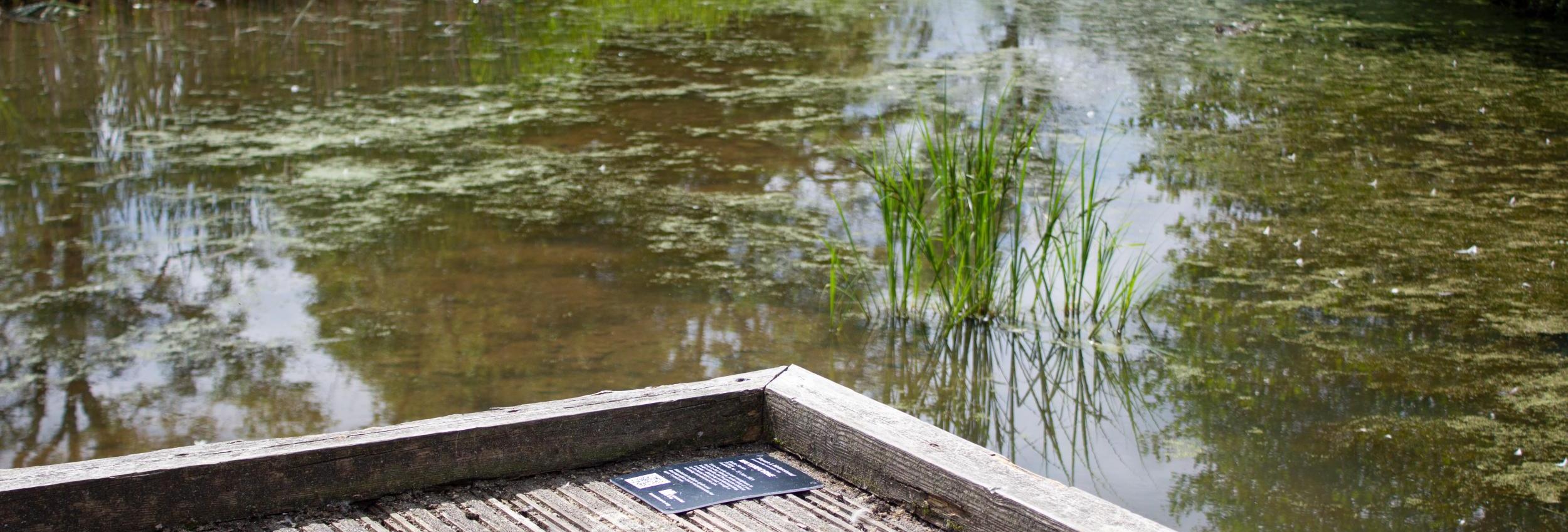 Waterborne: Lake Carter