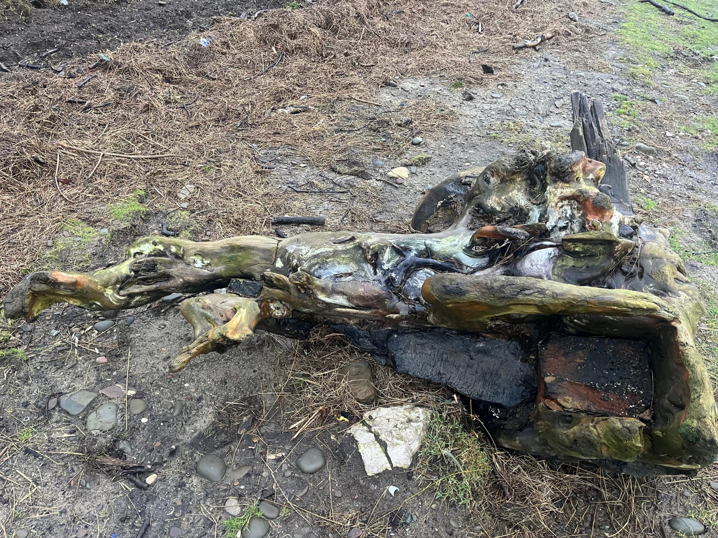 A large tree trunk driftwood on the shore