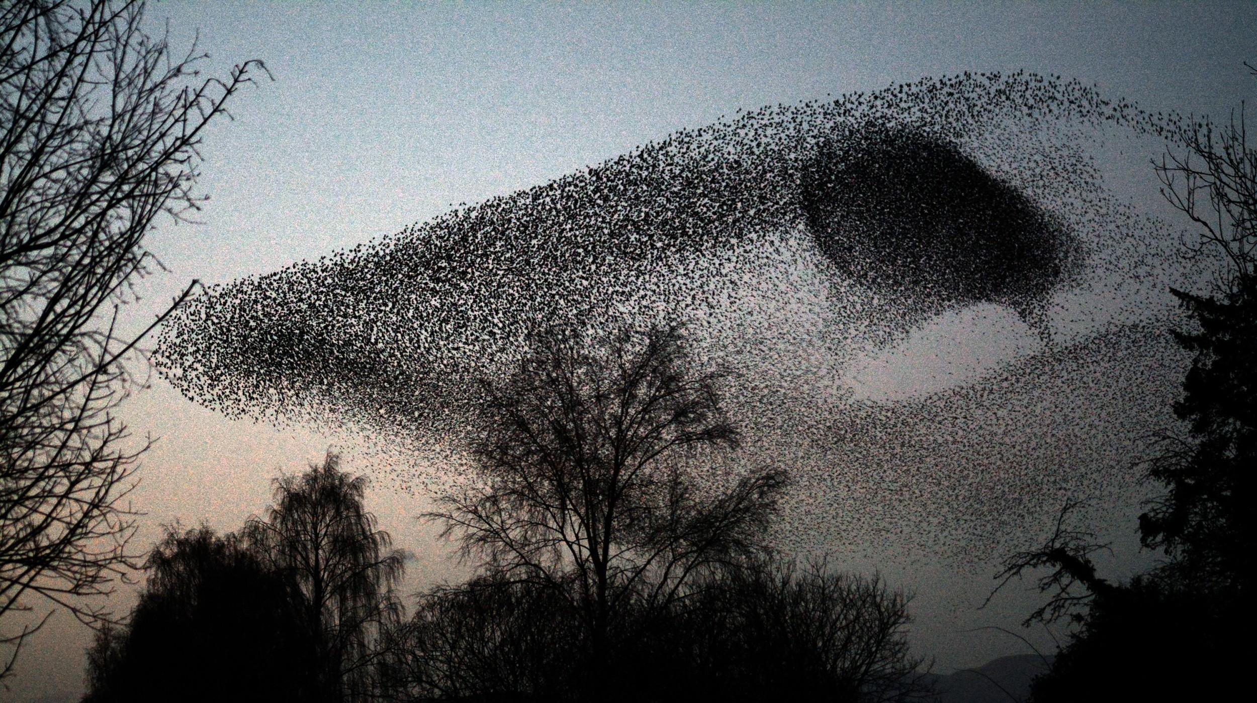 Darren Andrews and Dave Shooter/Guerrilla Biscuits: Murmurations