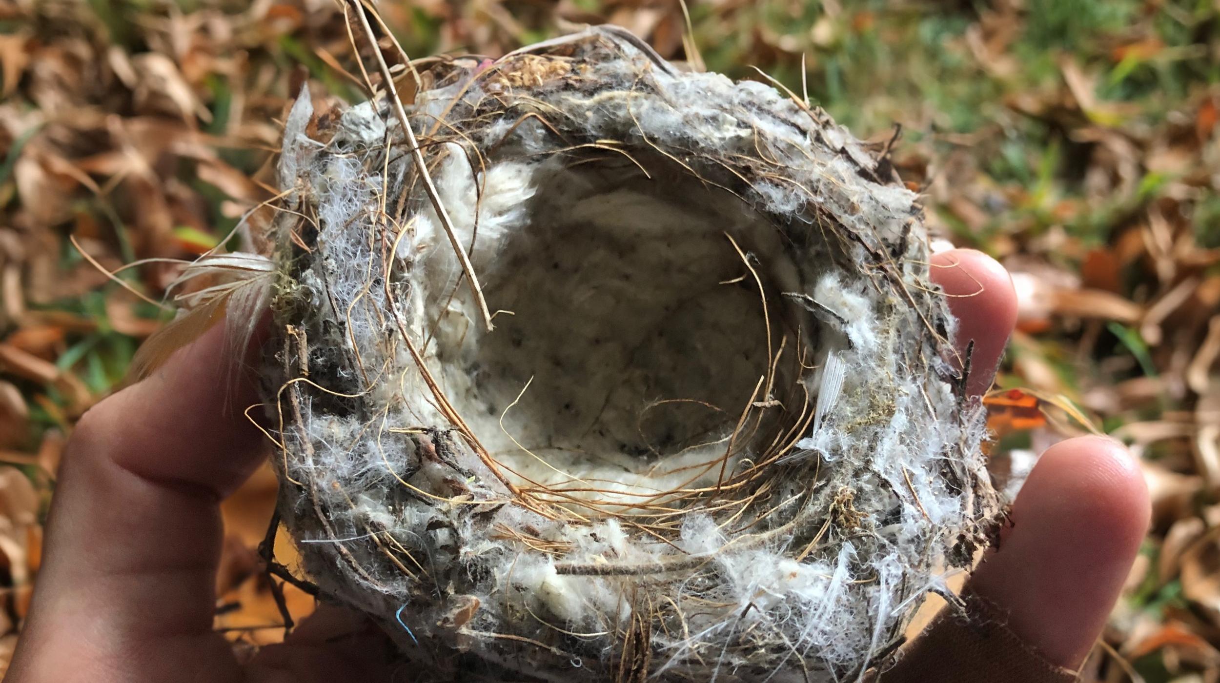 Henna Asikainen: NEST