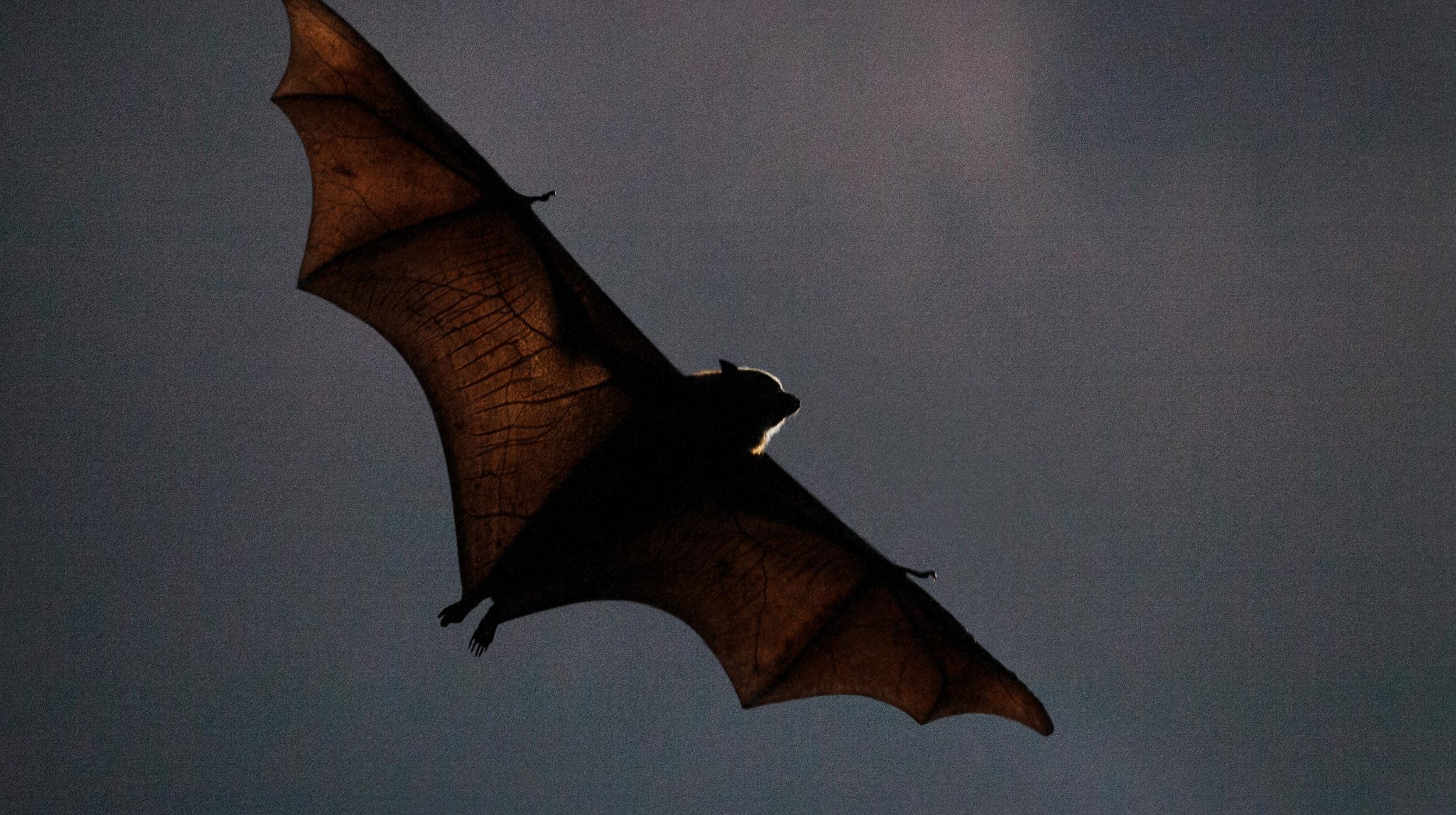 Monster Chetwynd, Christopher Stewart, Norman Adams: Swoop Swirl Swarm